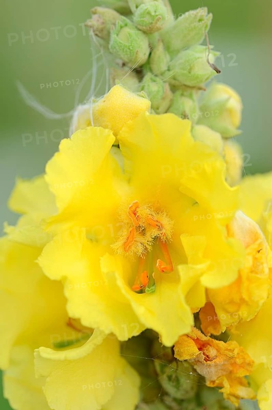 Denseflower Mullein