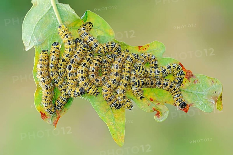 Buff-tip