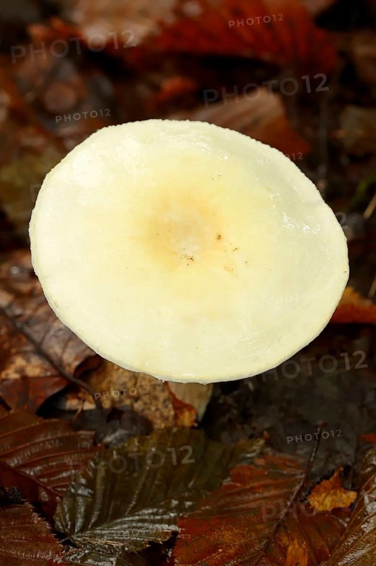 Wood Mushroom