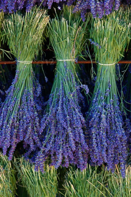 Lavender harvest