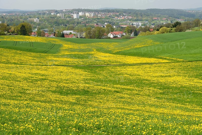 Dandelion