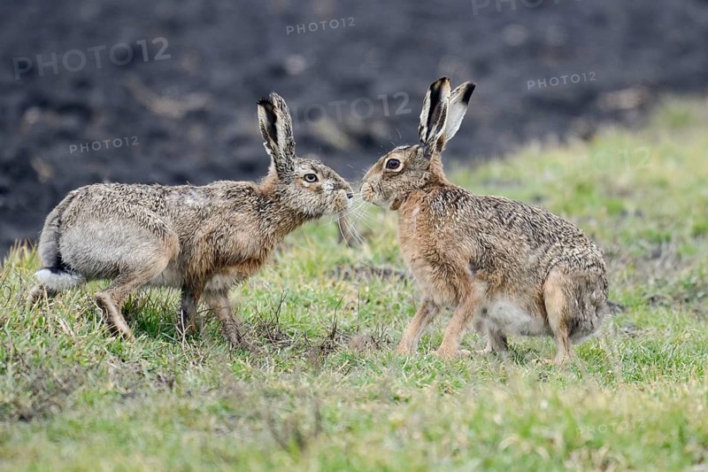 Brown Hares