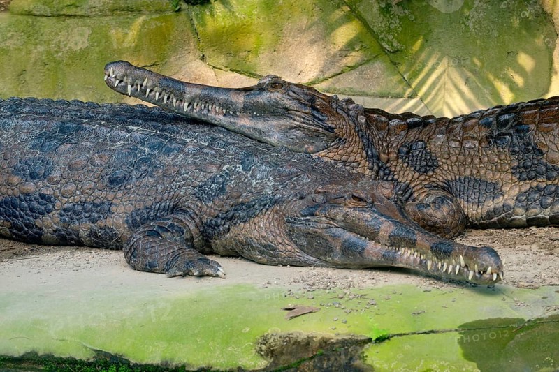 False gharial