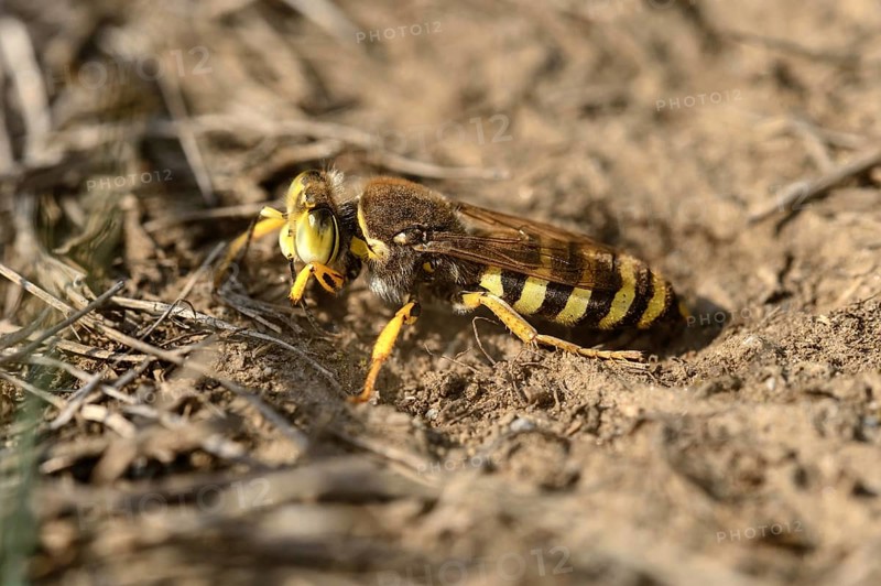 Gyroscopic wasp