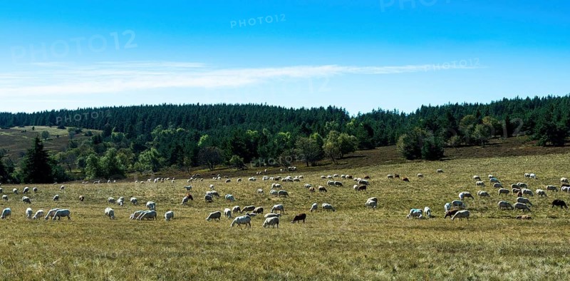 Sheep grazing in the Livradois-Forez Regional Nature Park