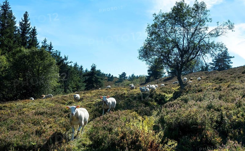 Sheep grazing in the Livradois-Forez Regional Nature Park