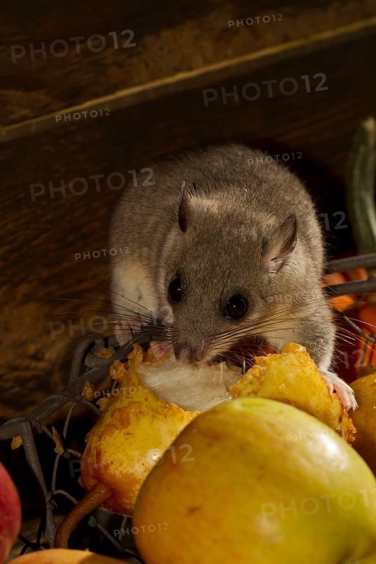 Edible dormouse