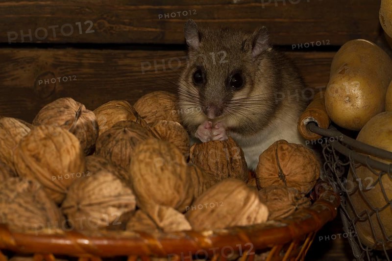 Edible dormouse