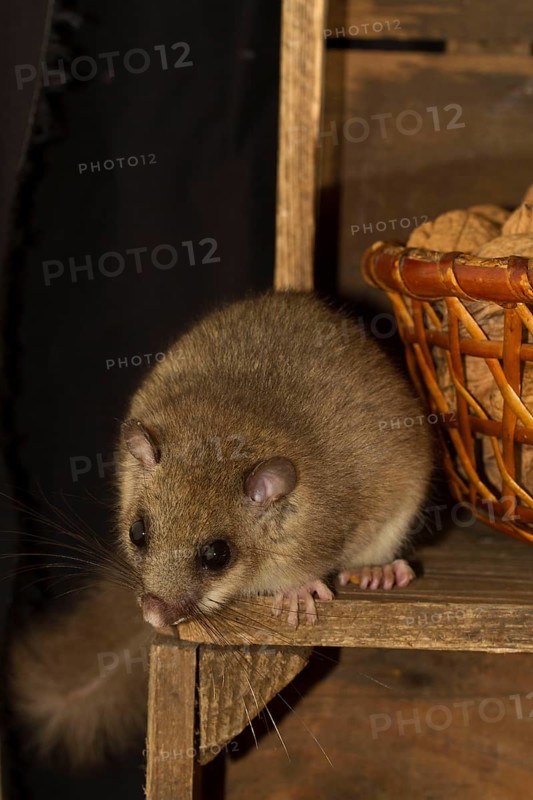 Edible dormouse