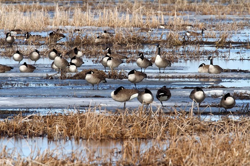 Canada geese