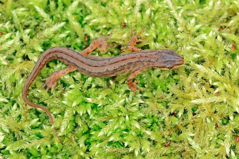 Common newt