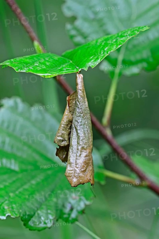 Birch Leaf-roller