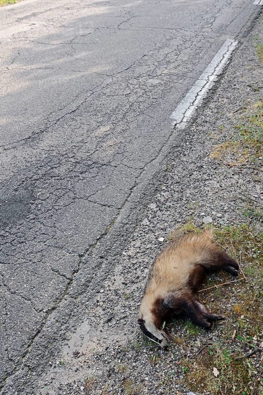 Dead badger