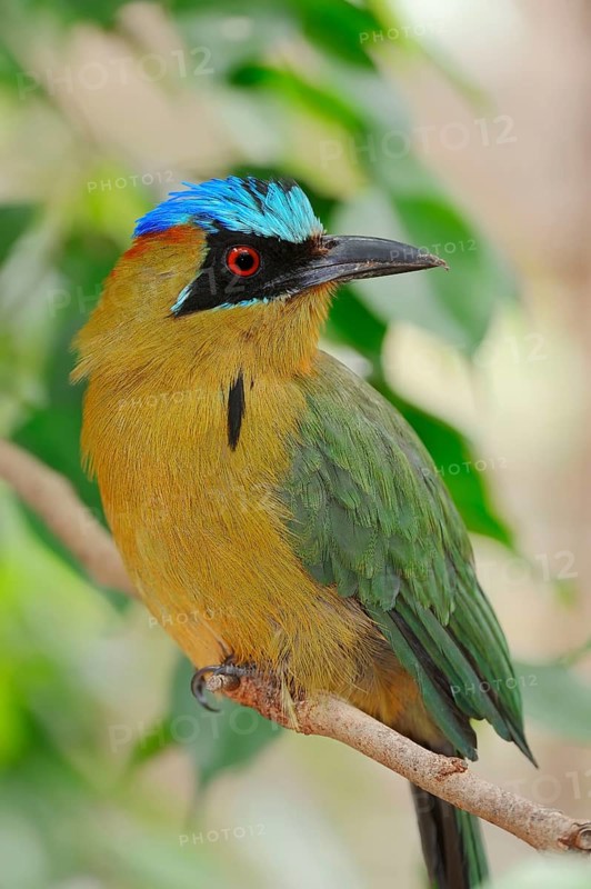 Blue-crowned Motmot