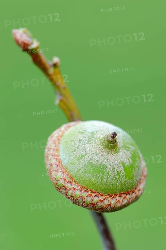 American Red Oak