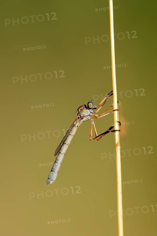 Striped Slender Robberfly