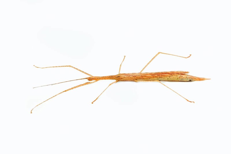 Winged stick insect