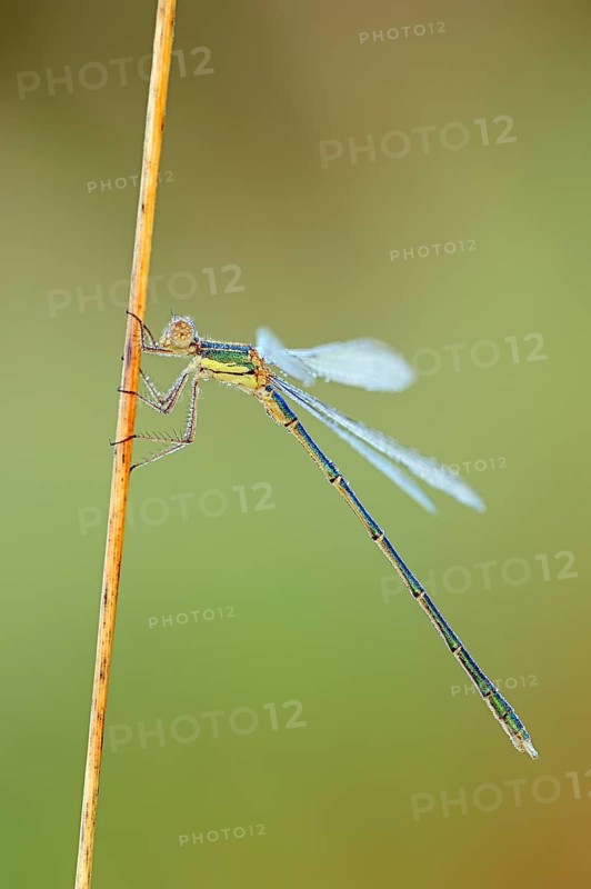Willow Emerald Damselfly