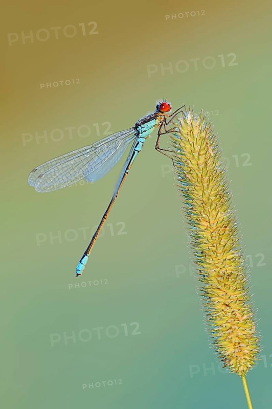 Small Red-eyed Damselfly