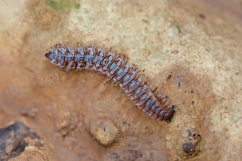 Flat-backed millipede