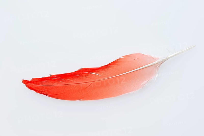 Red Sickler