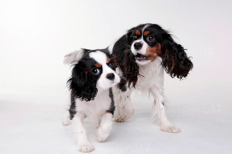 Cavalier King Charles Spaniel