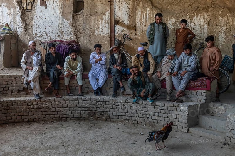 Traditional cockfight in Mazar-E-Sharif