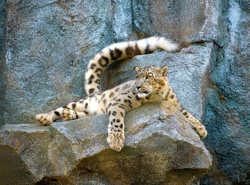 Snow leopard