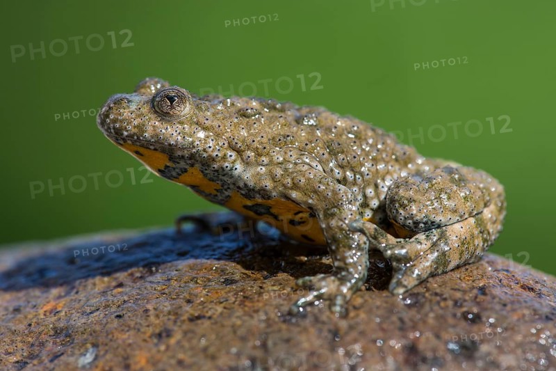 Yellow-bellied toad