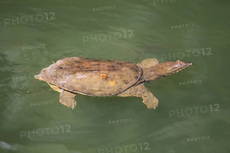 Chinese soft-shelled turtle