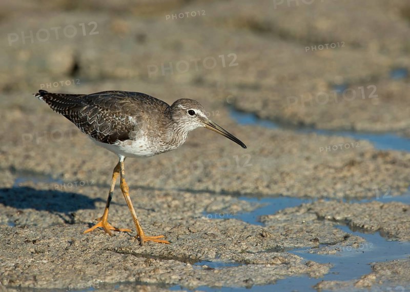Spotted Redshank