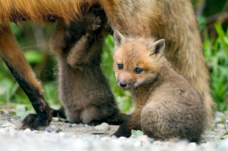 Red fox
