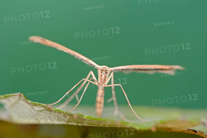 Rose Plume Moth