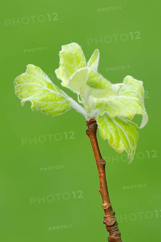 Grey Poplar