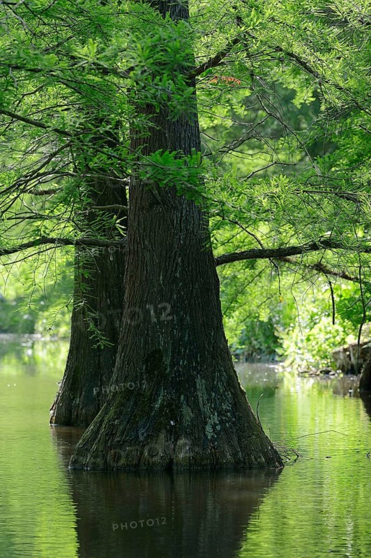 Bald cypress
