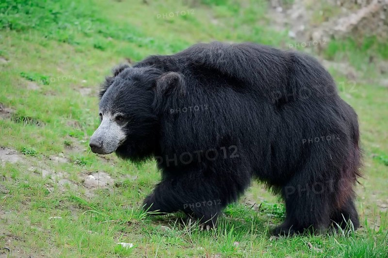 Sloth bear
