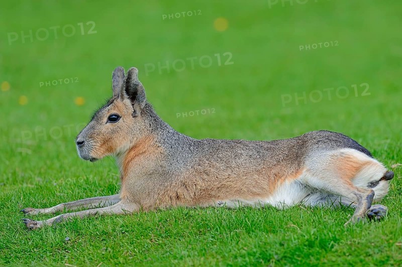 Patagonian mara