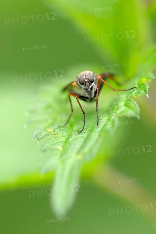Large Fleck-winged Snipefly