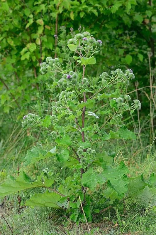 Greater Burdock