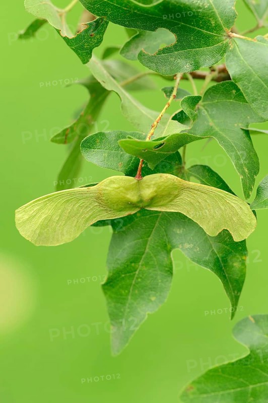 Field Maple