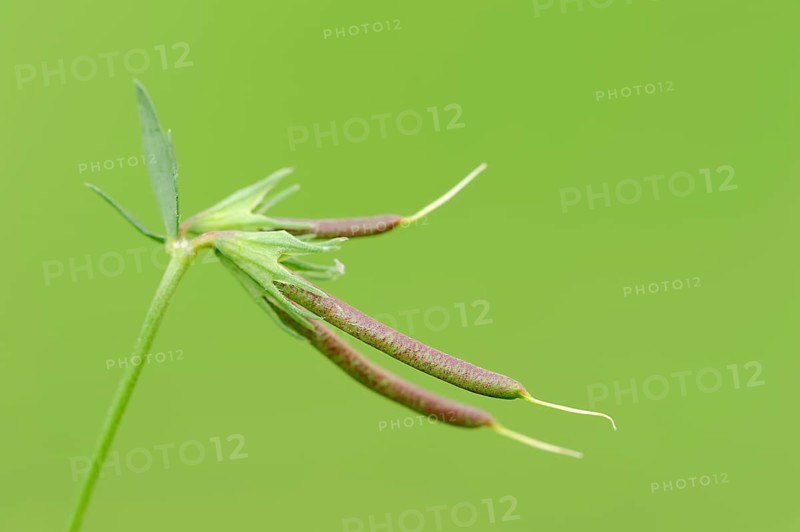 Birdsfoot Trefoil