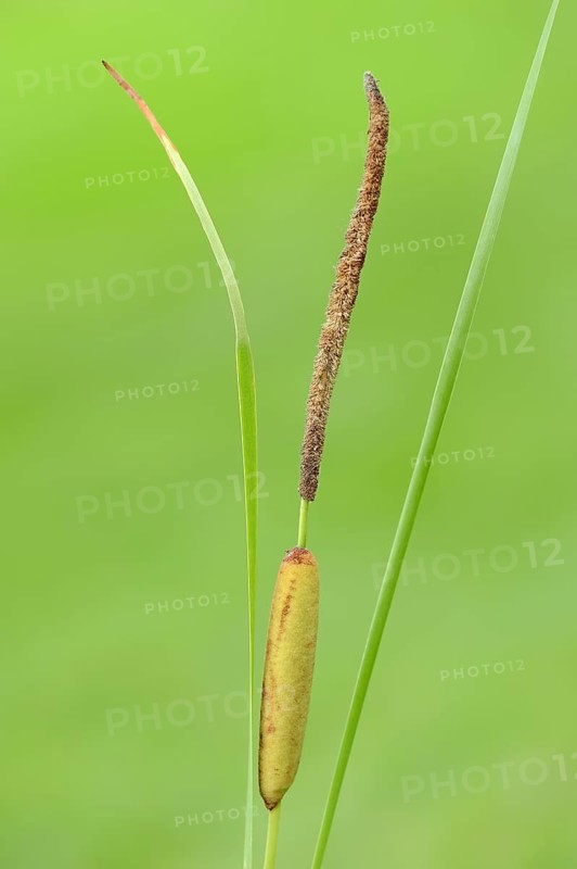 Narrow Leaf Cattail