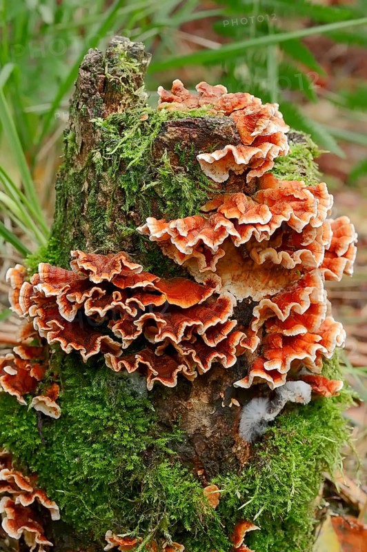 Bleeding Oak Crust