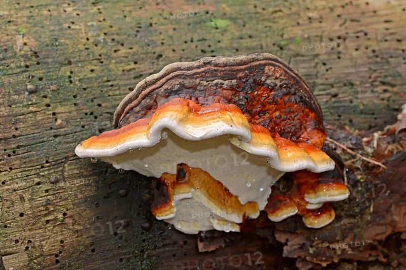 Red Banded Polypore