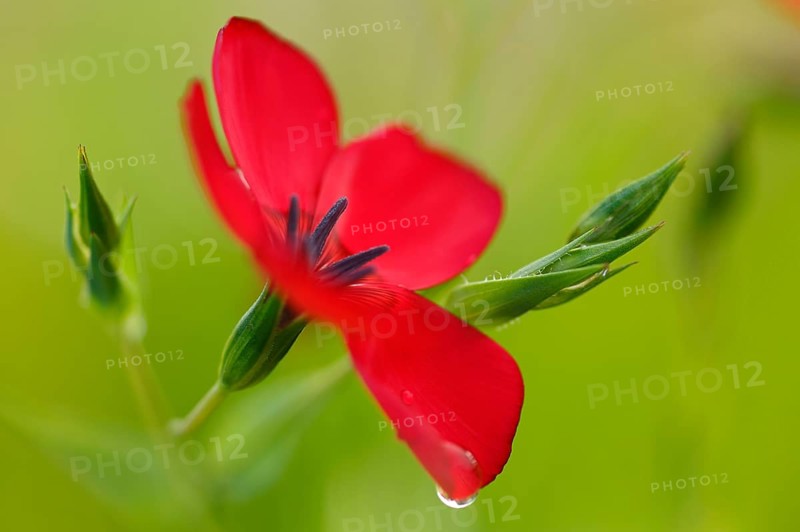 Red-flowered flax
