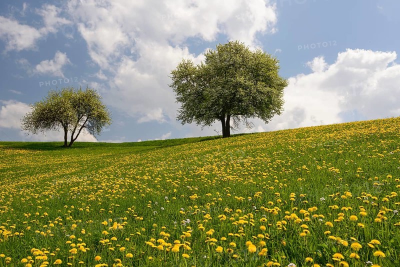 Dandelion