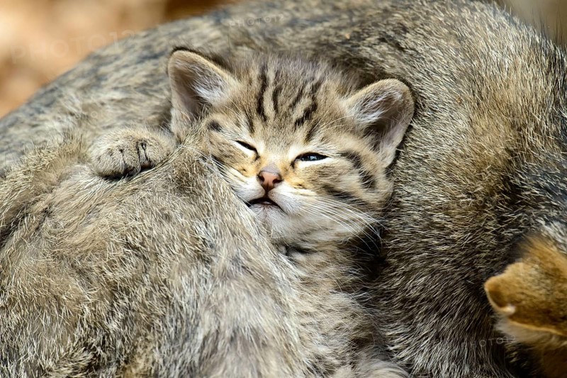 Common Wild Cat