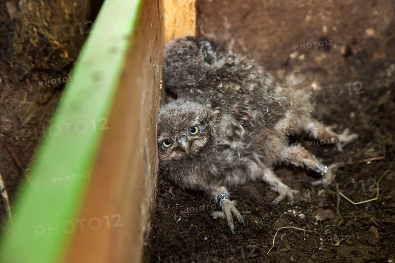Little owl