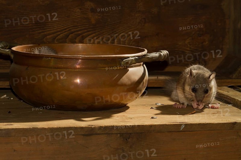 Edible dormouse