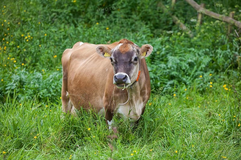 Cow